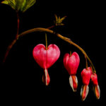 Backyard Bleeding Heart