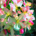 Bee on Crabapple Blooms 04-2008- OPP