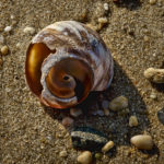 Broken Shell Sandy Hook Shoreline 2006-OPP