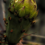 Cactus Bud