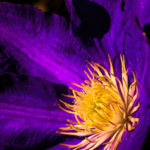 Clematis Bloom