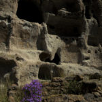 Cliff dwellings flowers