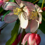 Crabapple Early Bloom