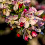 Crabapple blooms