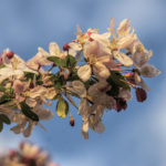 Crabapple blooms