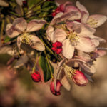 Crabapple tree Bloom