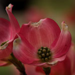 Dogwood Bloom