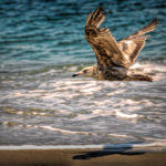Jersey Gull Sea Girt Beach HDR – OPP
