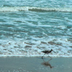 Least Tern Cocoa Beach FL 10-2005 – OPP