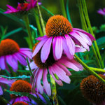 Purple Coneflower