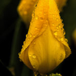 Tulip Bud Drops