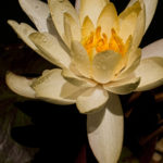 Water Lily Bloom