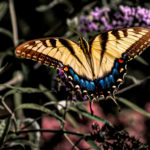 Western Tiger Swallowtail – OPP