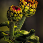 Zinnia buds