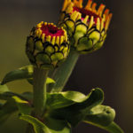 Macros and close-ups of flowers in Barbara's garden