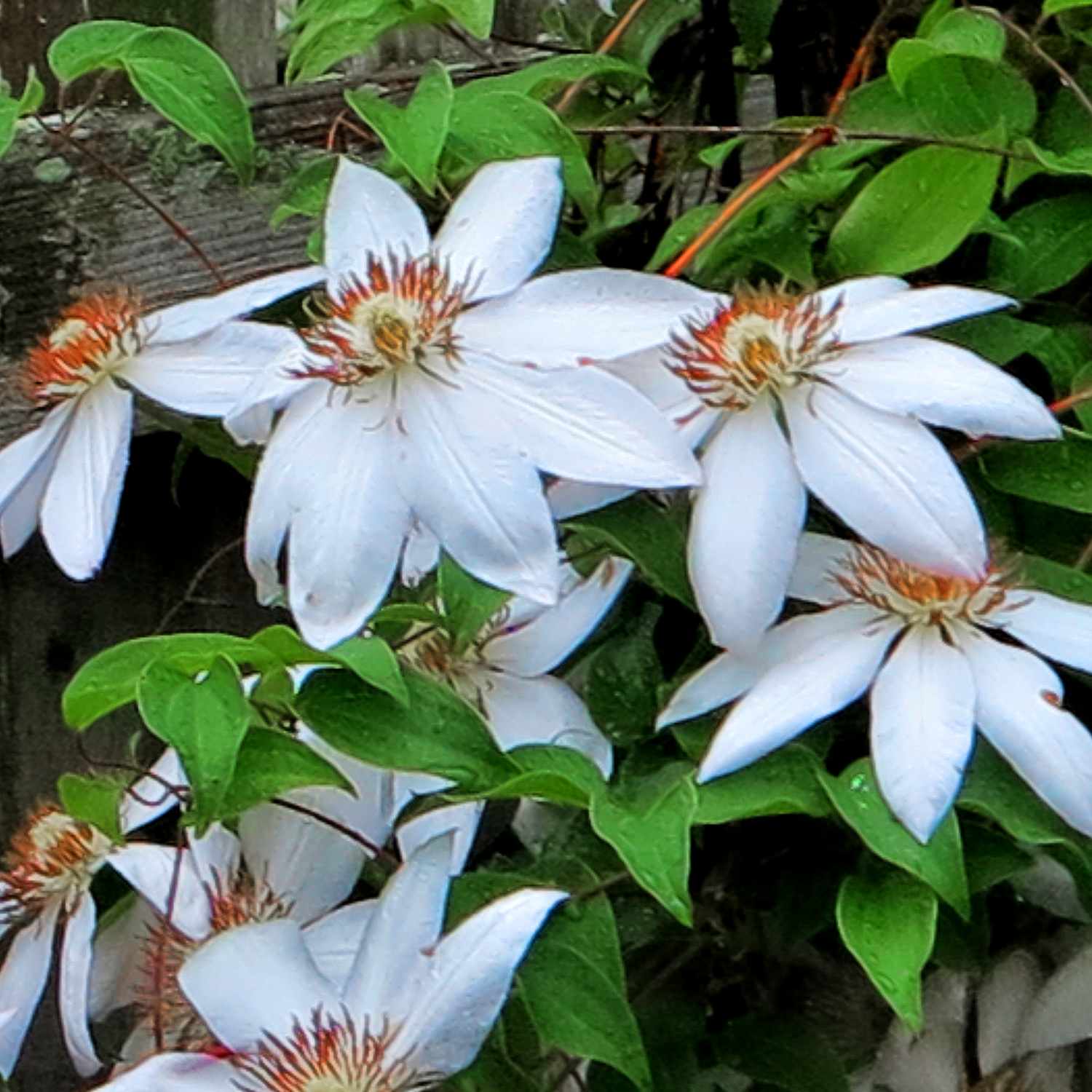 backyard garden clematis