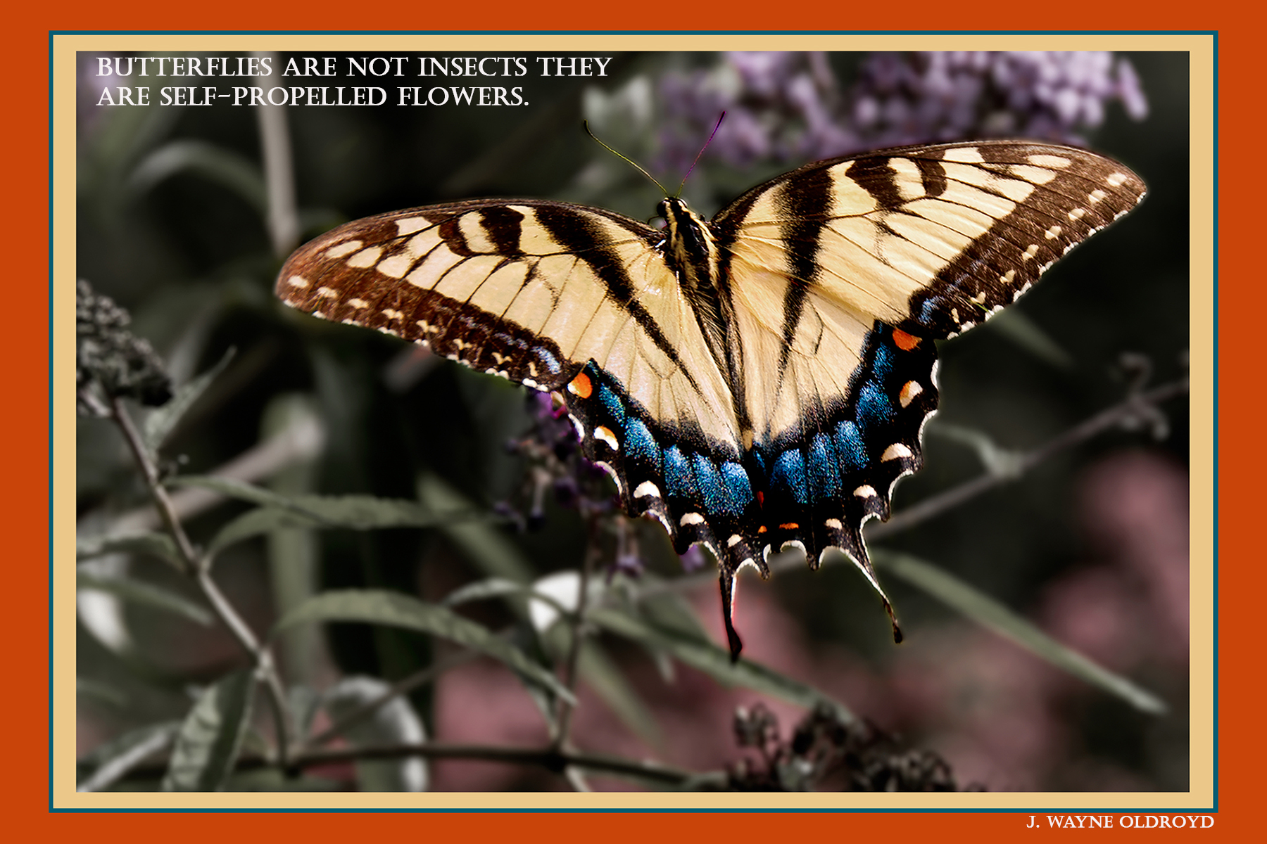 butterflies are not insectsCARD Oldroyd Photography