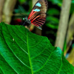 butterfly on leaf – OPP