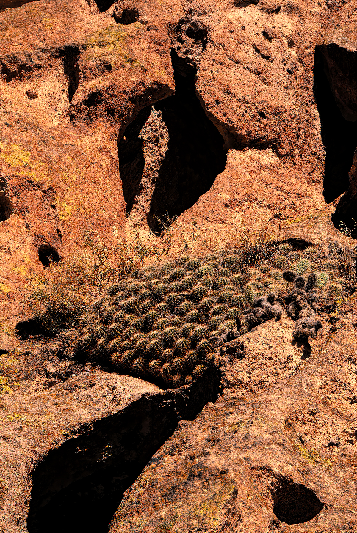 Cactus bed