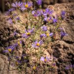 TOWNSEND'S ASTER