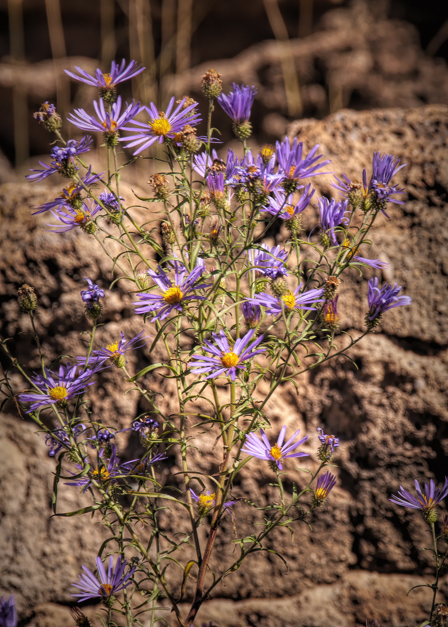 TOWNSEND'S ASTER